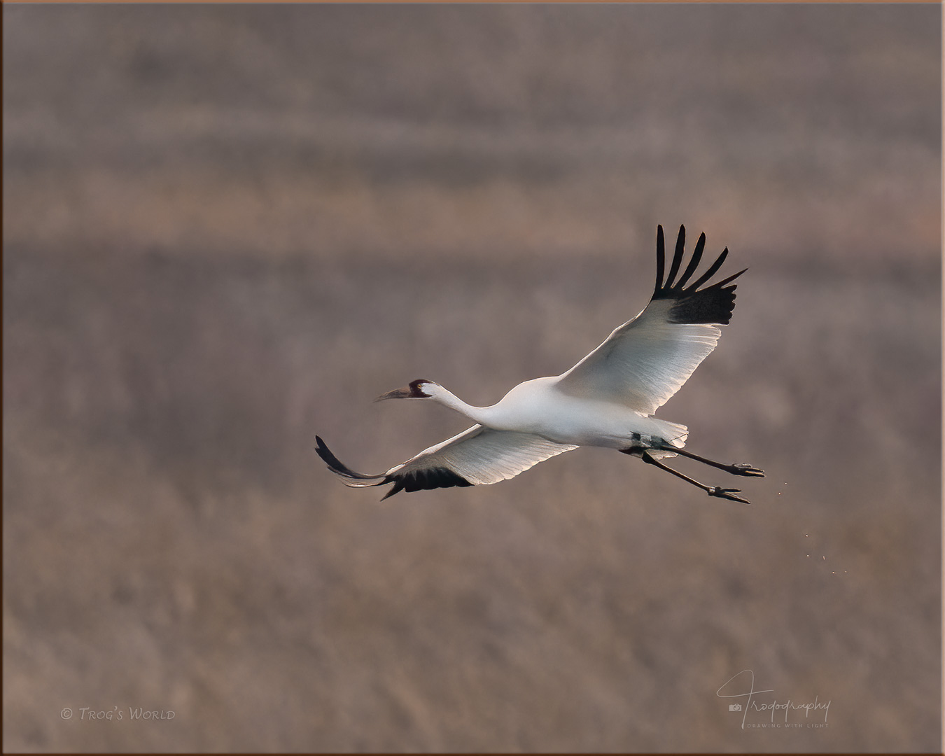 Whooping Crane in Flight