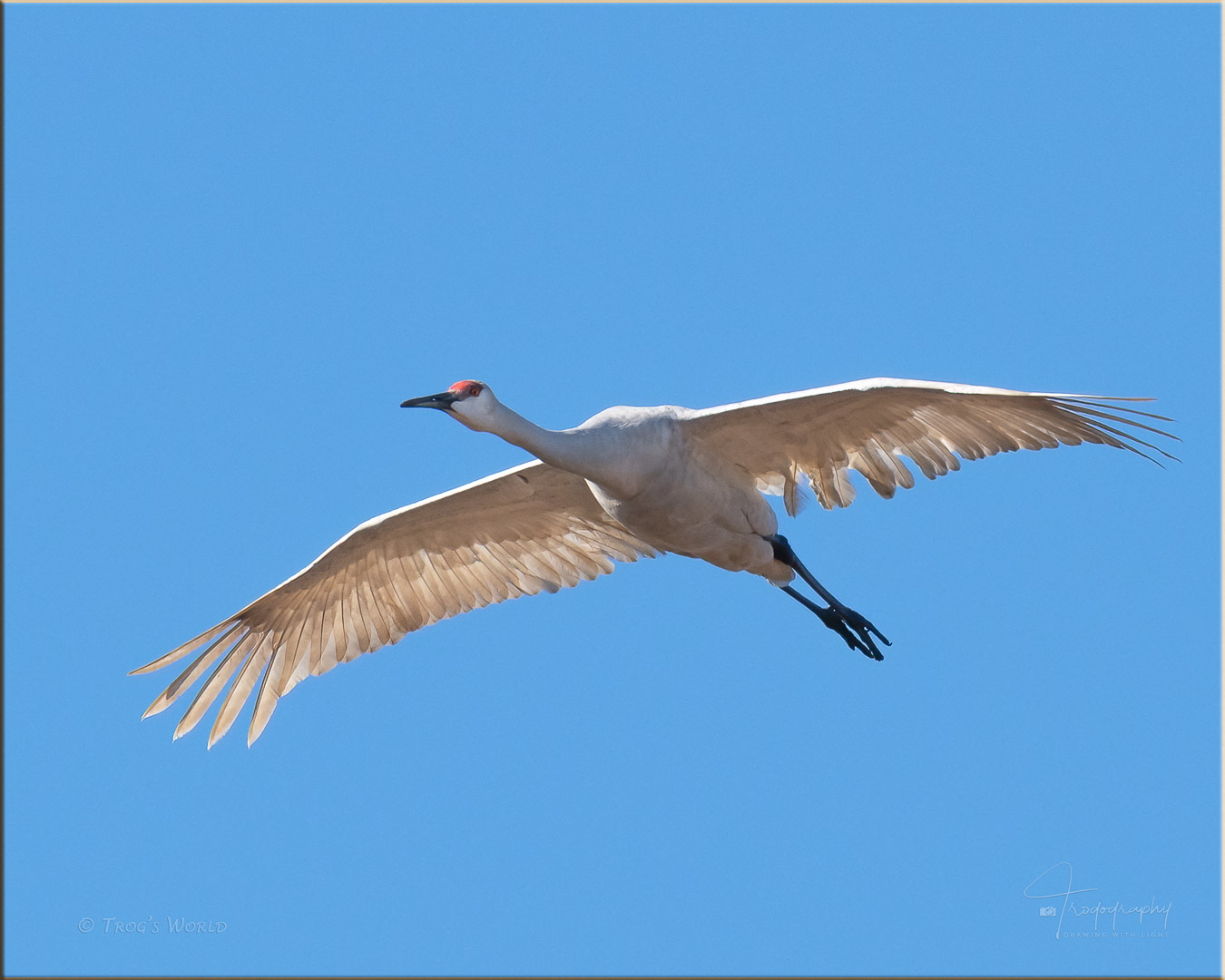 Leucistic Sandhill Crane