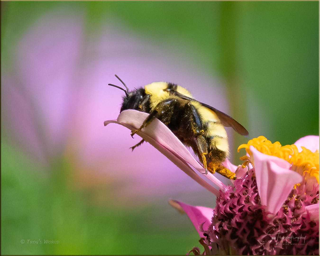 Bumblebee sleeping on a flower petal
