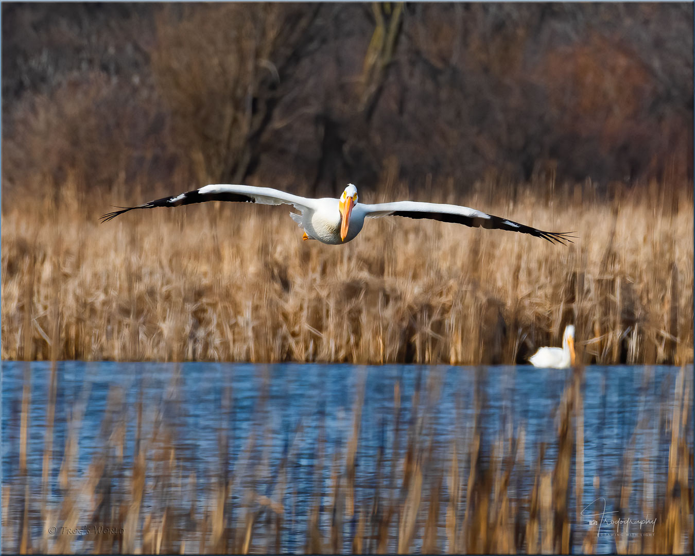 An American White Pelican glides over Lake Nelson in Kane County, IL