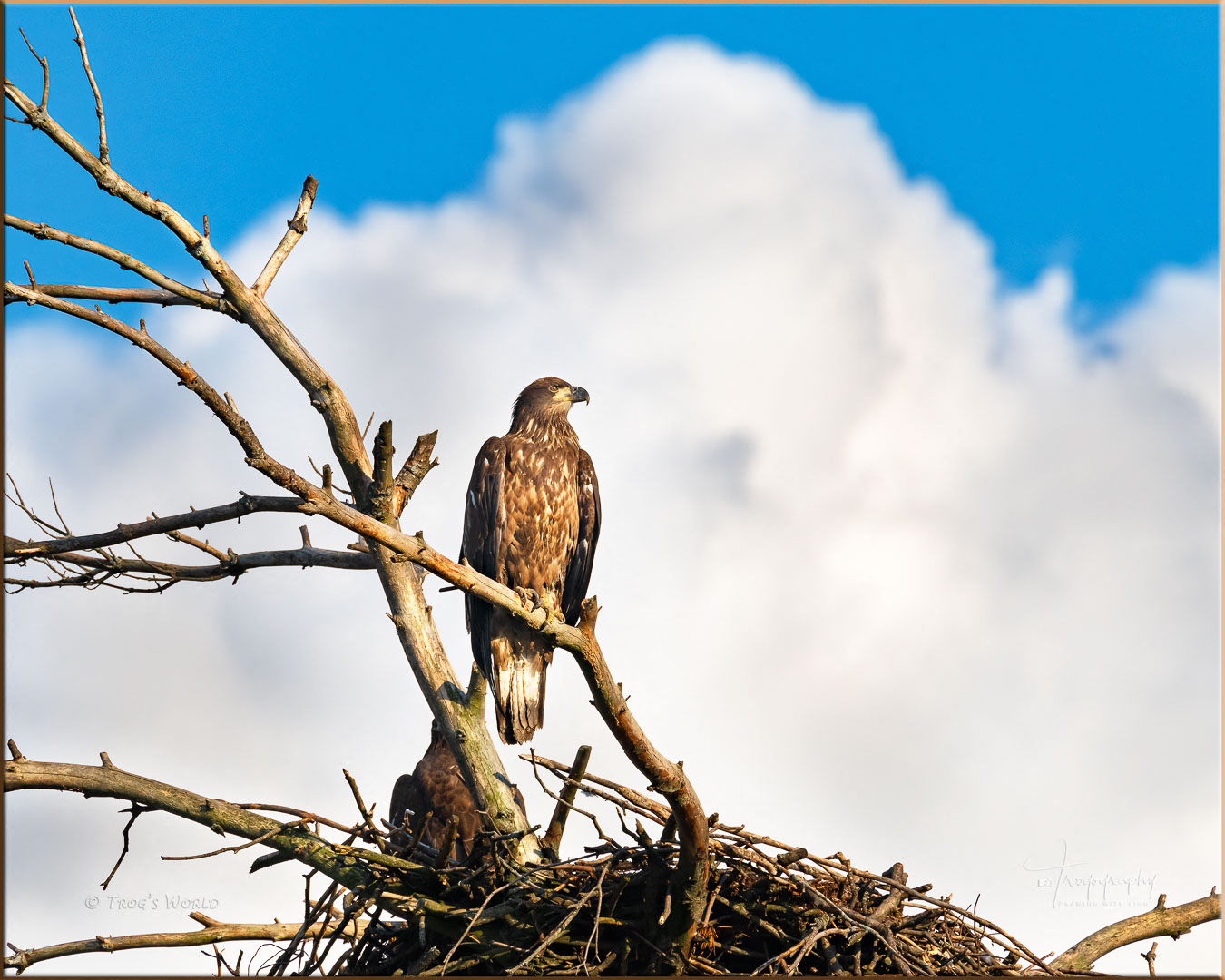 Portrait of Juvenile Eagle