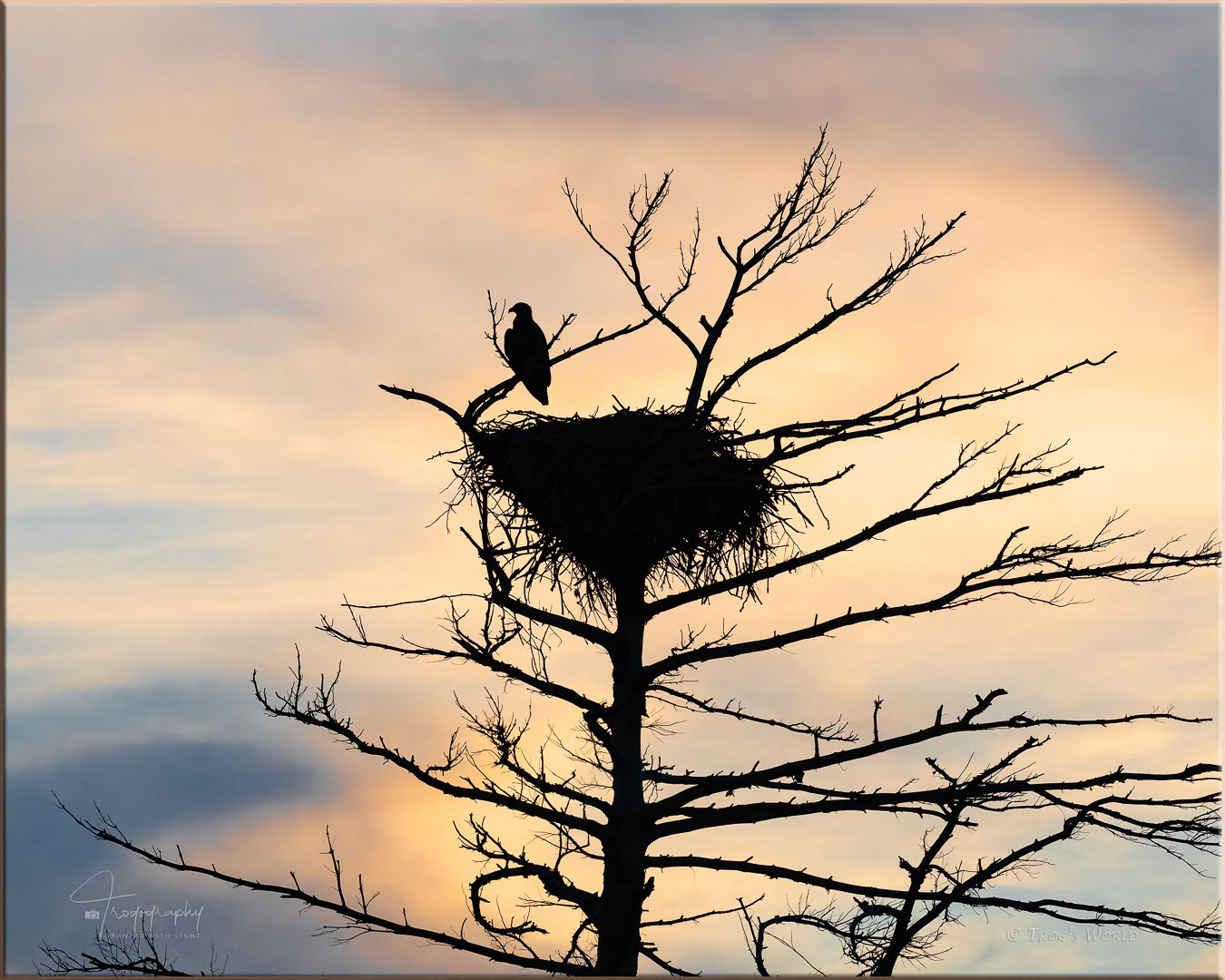 Juvenile Eagle at the nest at sunset