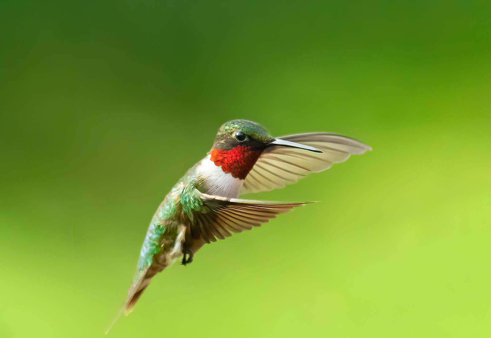 Male Ruby-throated Hummingbird in flight