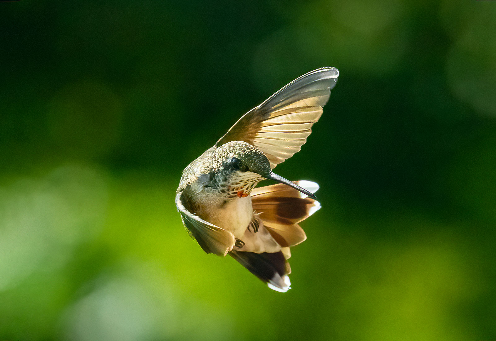 Juvenile Male Ruby-throated Hummingbird in flight
