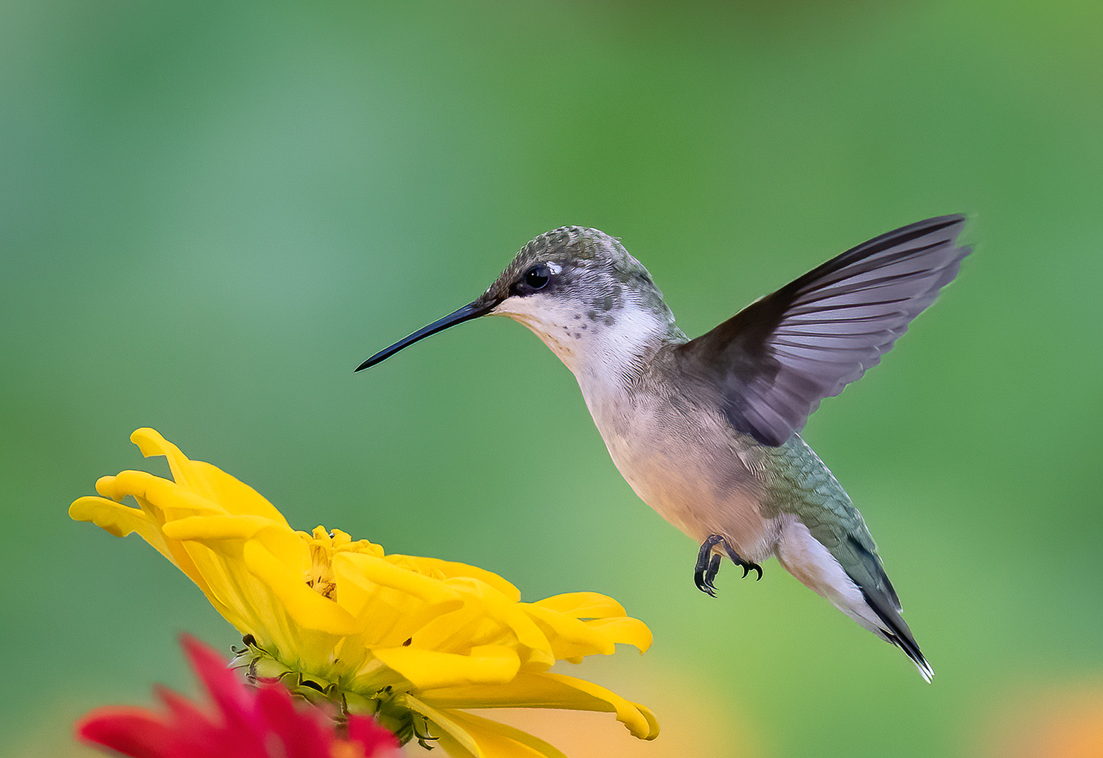 Ruby-throated Hummingbird hovers above a flower