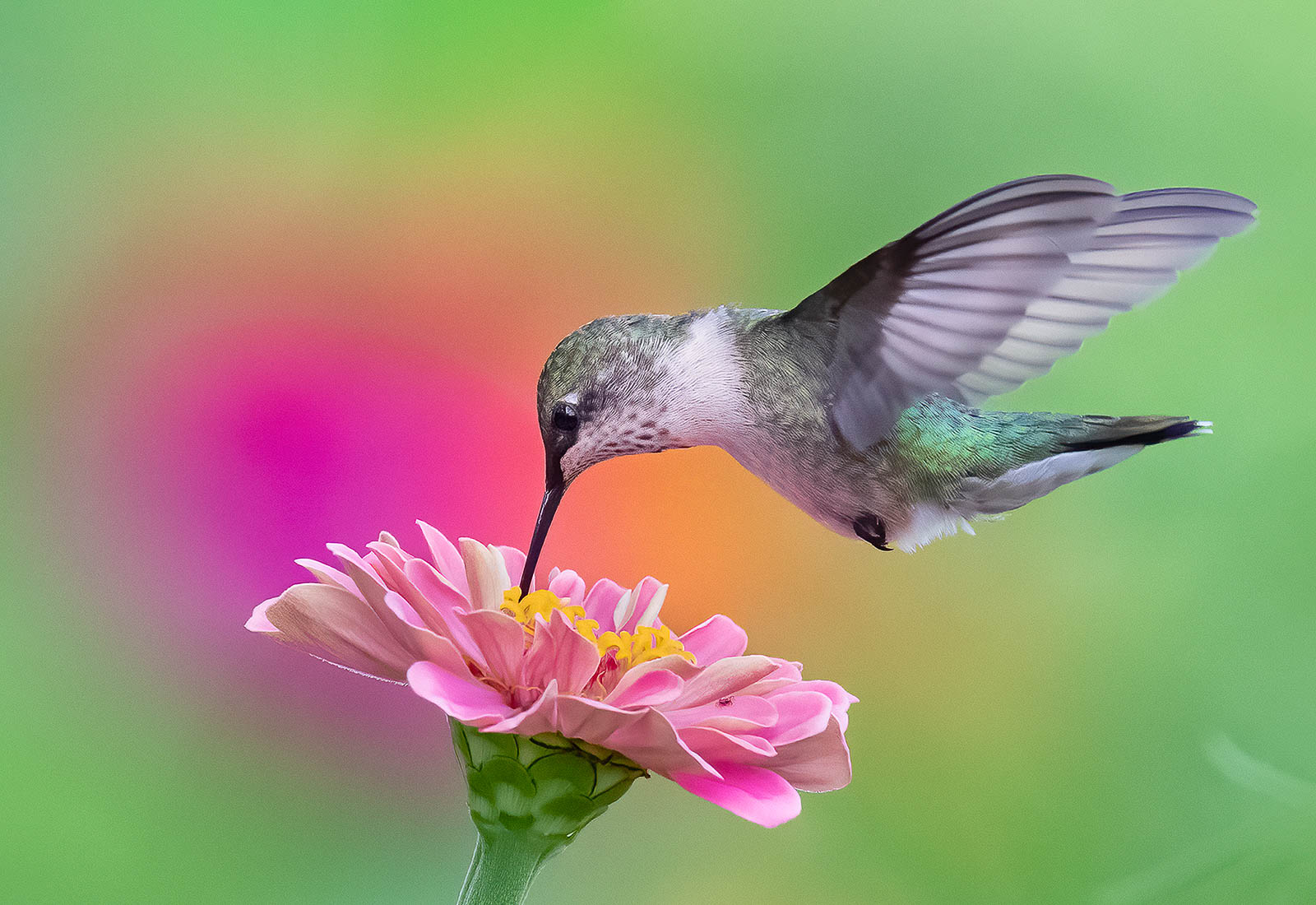 Ruby-throated Hummingbird works a flower