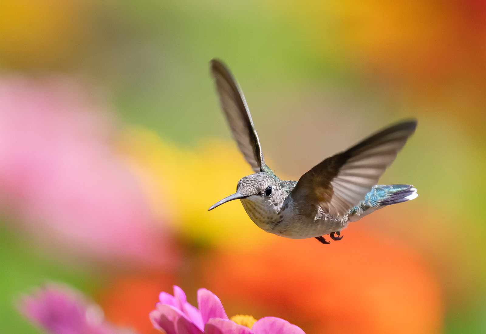 Ruby-throated Hummingbird hovers in the flowers