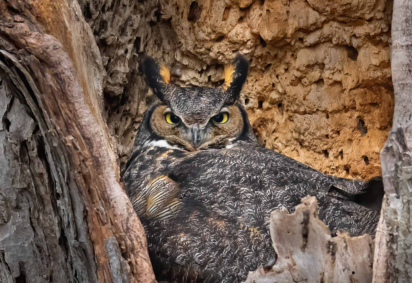 Great Horned Owl on her nest