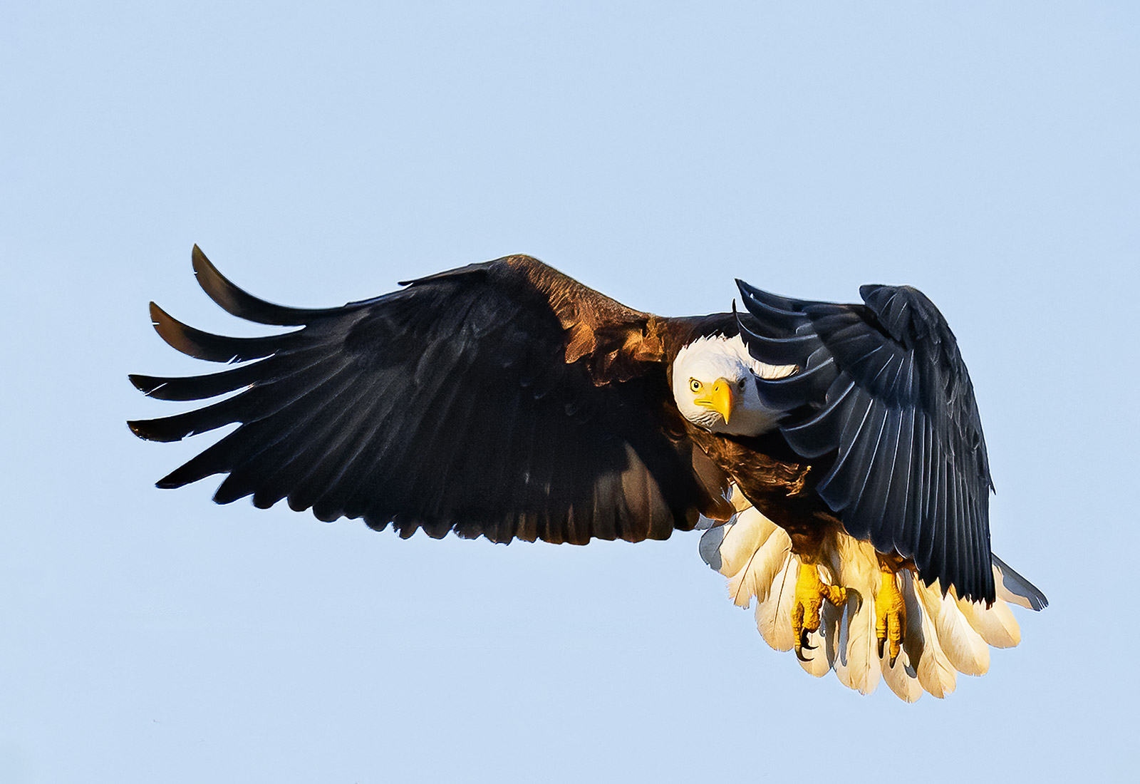 Bald Eagle giving "the stare"