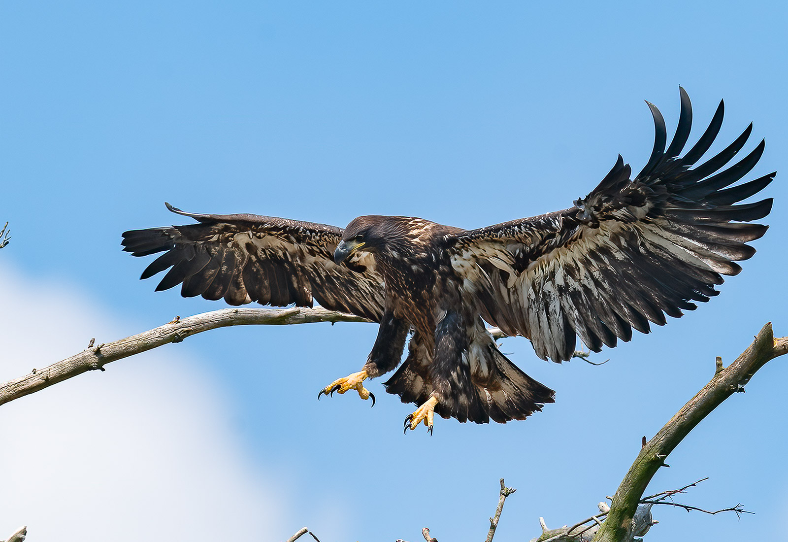 Eaglet branching at its nest