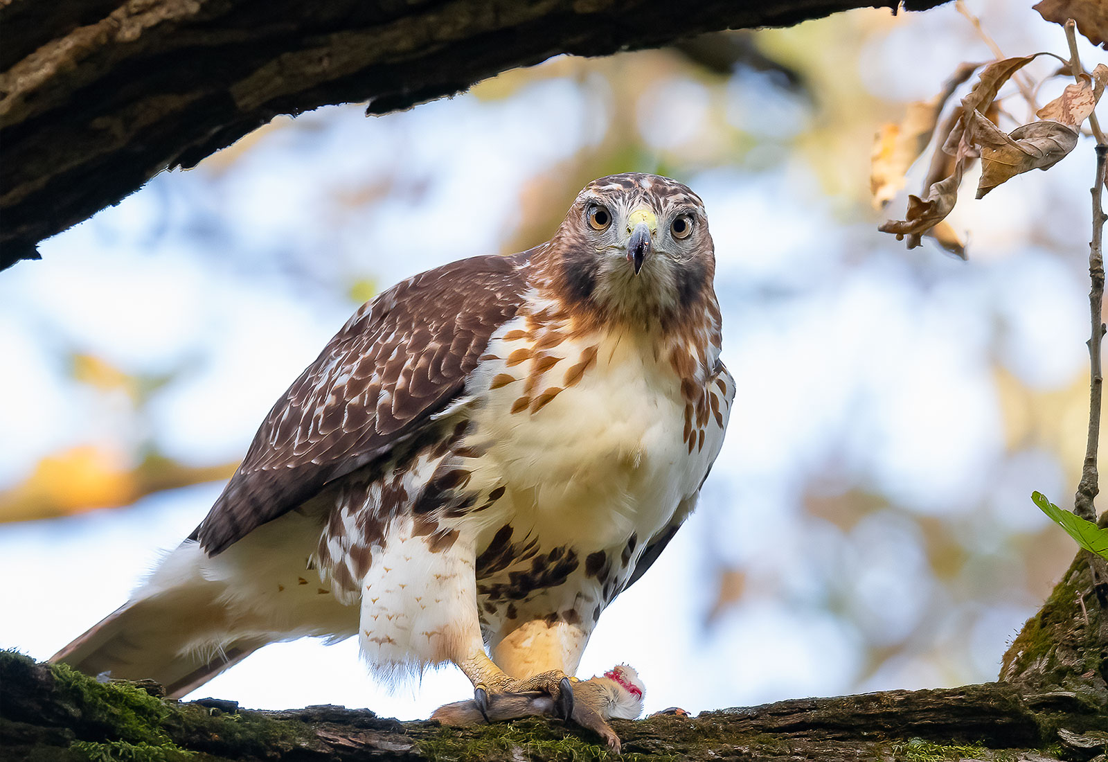 Red-tailed Hawk with its prey in a tree
