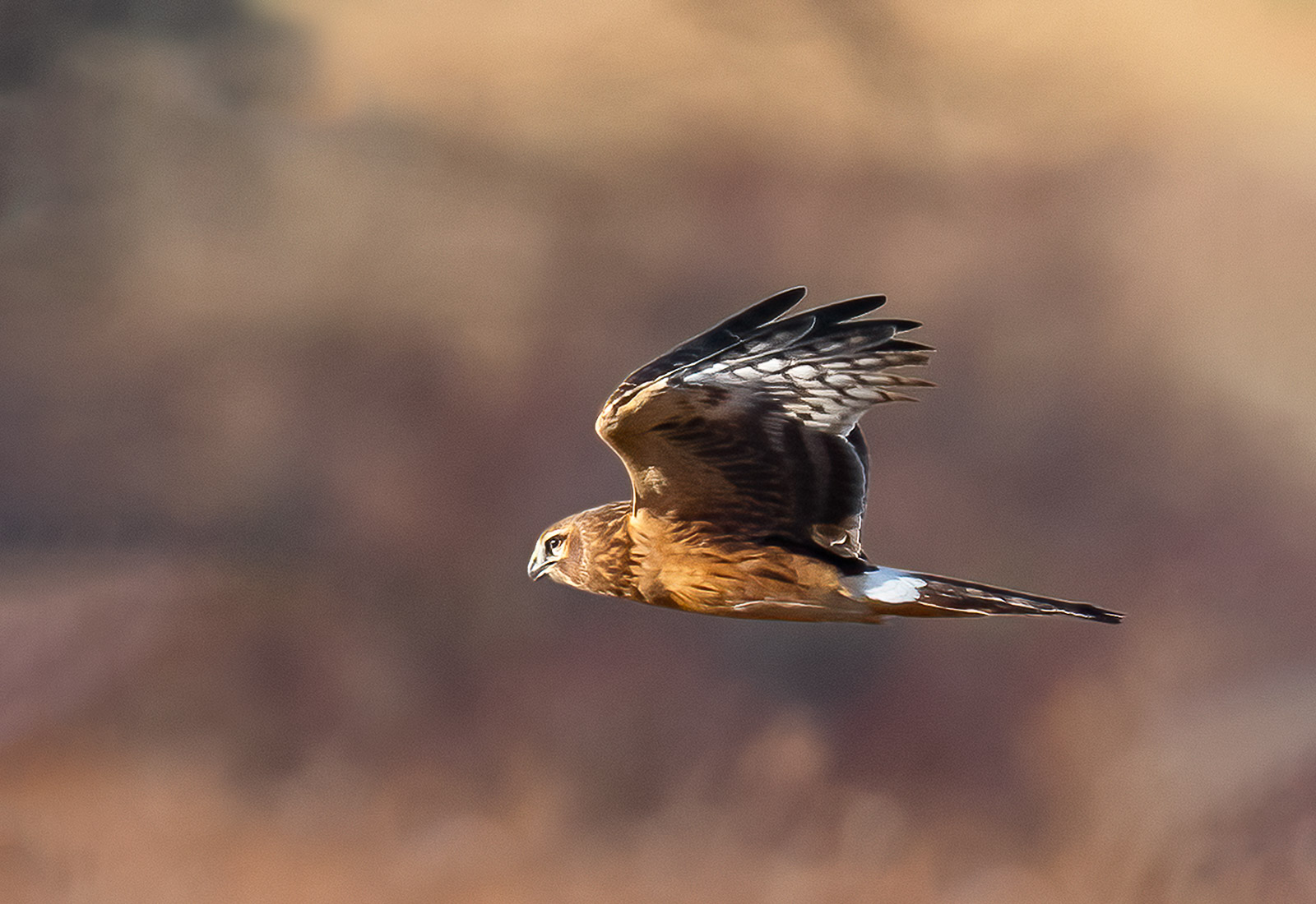 Northern Harrier soaring over the prairie