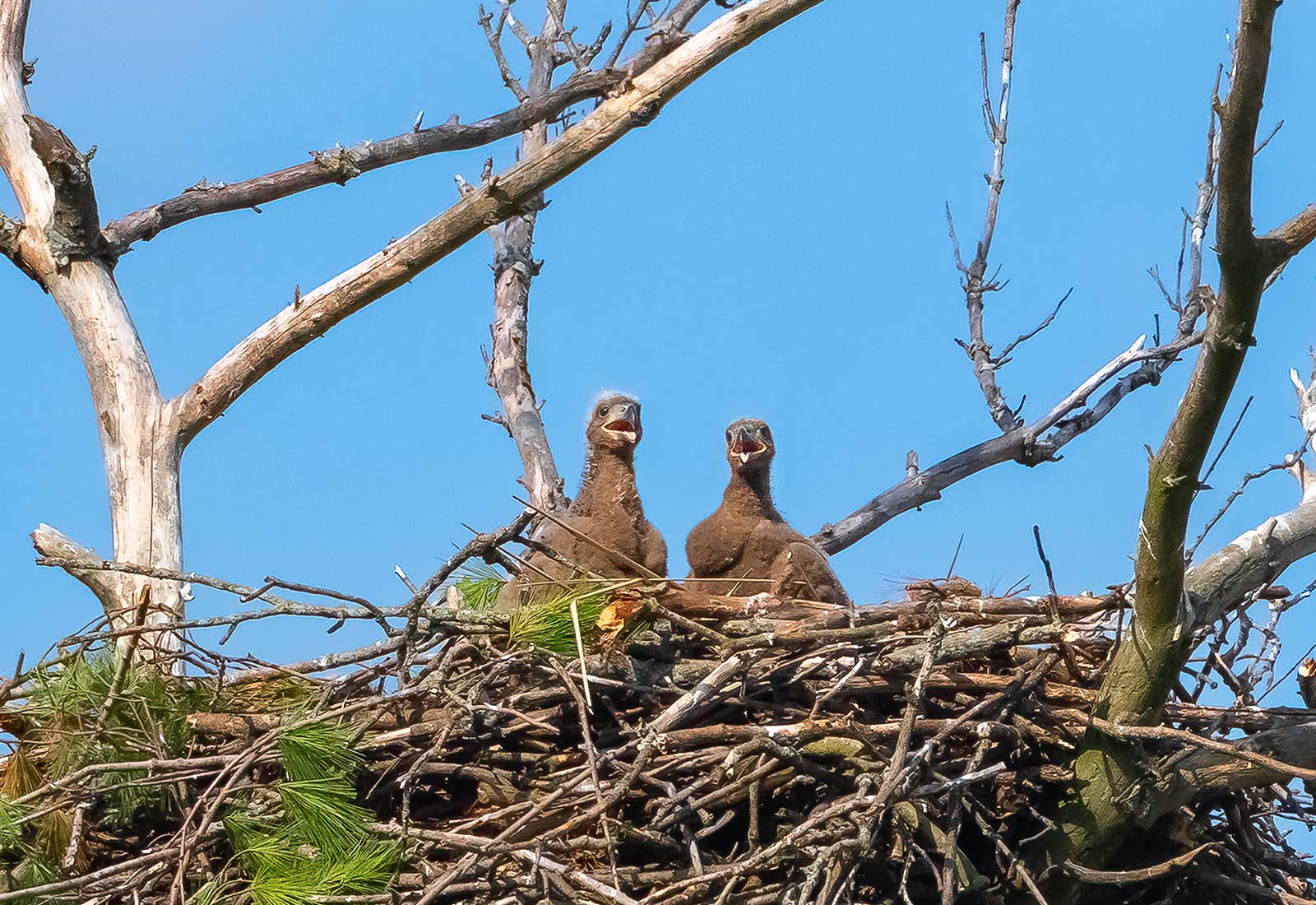 Two eaglets in the nest