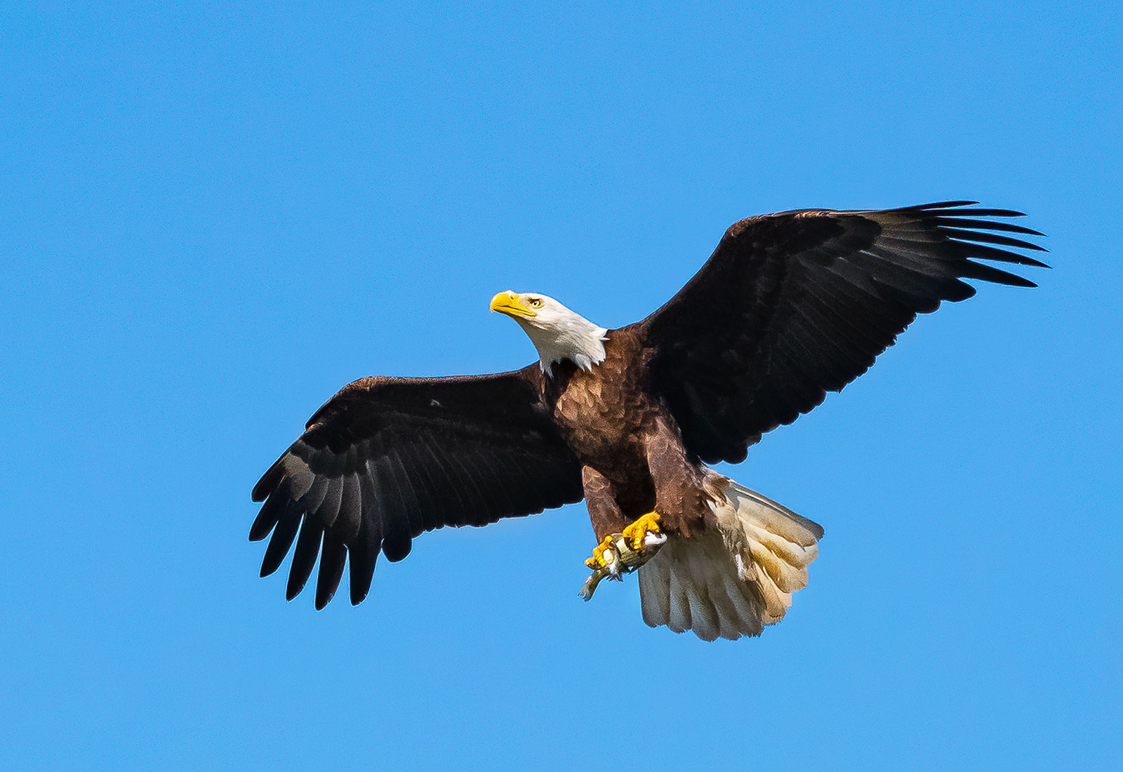 Eagle delivers fish for eaglets in the nest