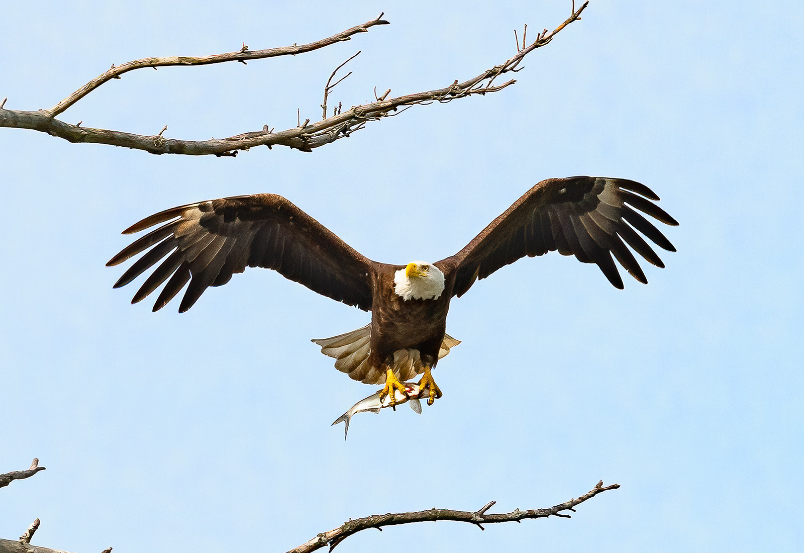 Eagle delivers fish for eaglets in the nest