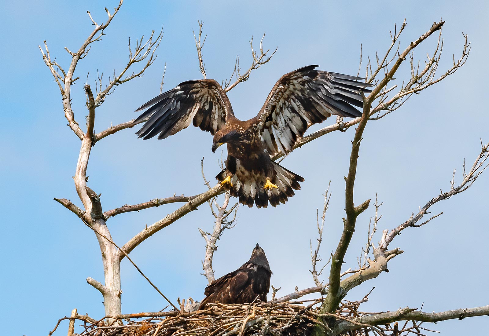 Eaglet catches air while preparing to fly