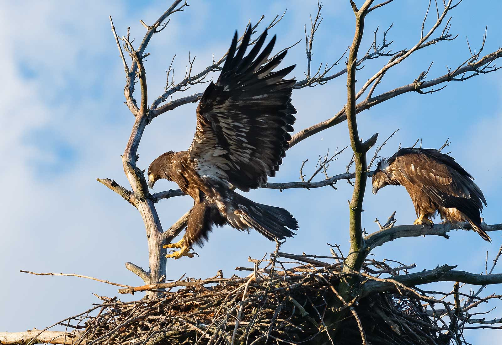 Eaglet siblings watch each other branching