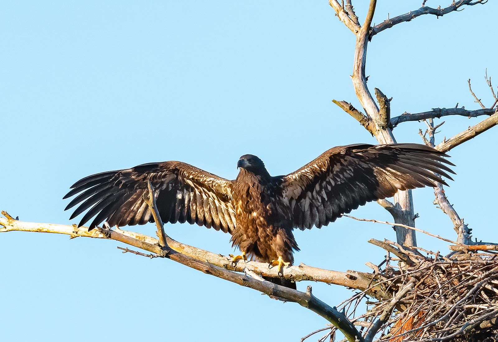 Eaglet branching and preparing for flight