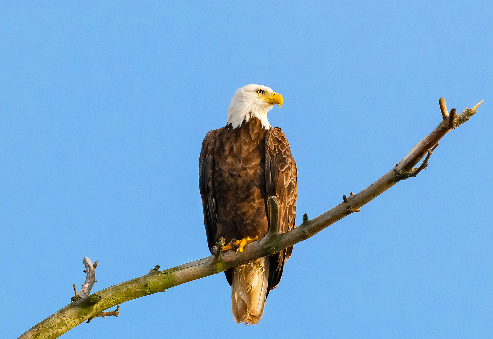 Portrait of a Bald Eagle