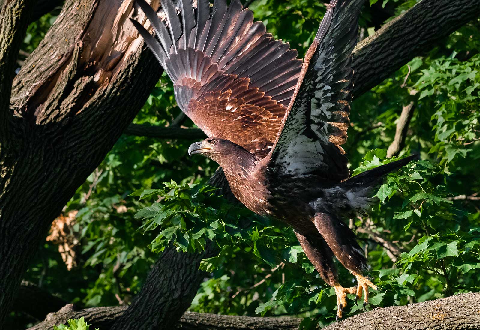 Juvenile Eagle (3-month) takes off from a branch