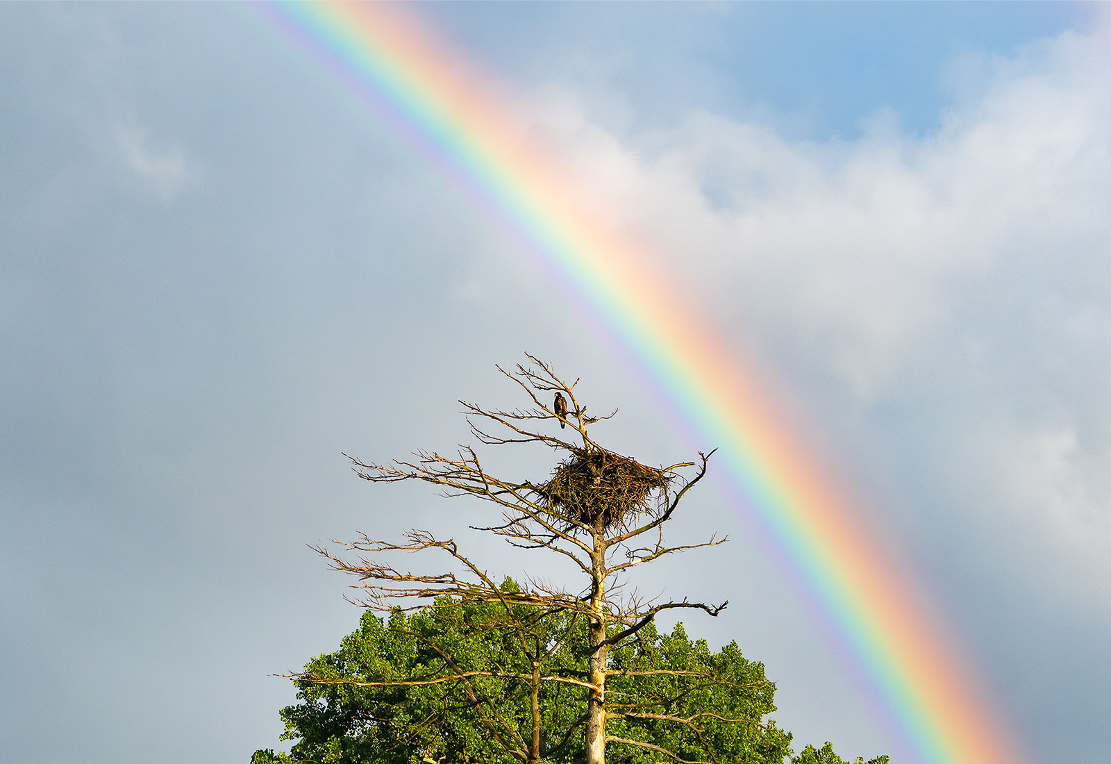 Juvenile Eagle perched by its birth nest and a rainbow