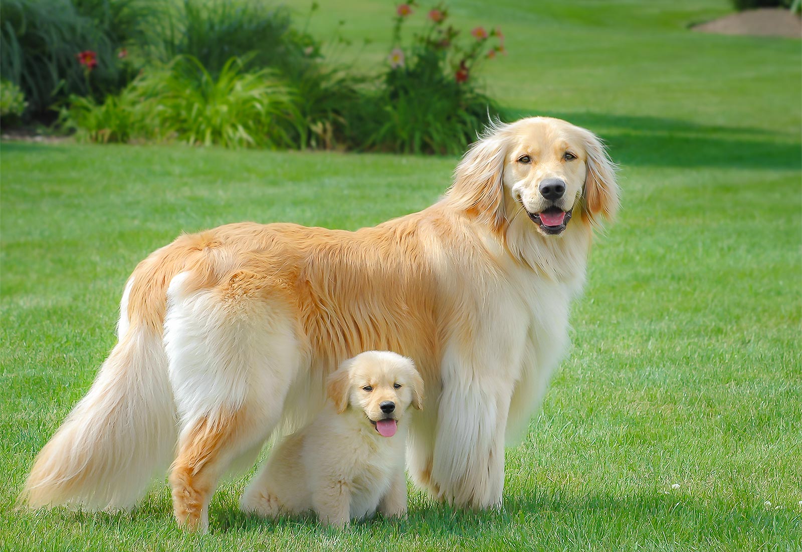Golden Retriever puppy with her sister