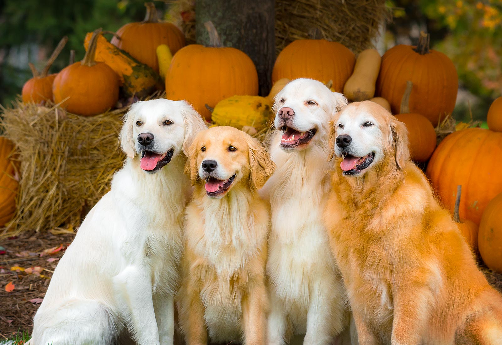 Golden Retrievers smiling on an autumn day