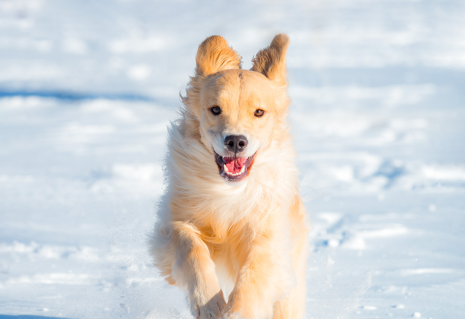 Golden Retriever puppy running in the snow