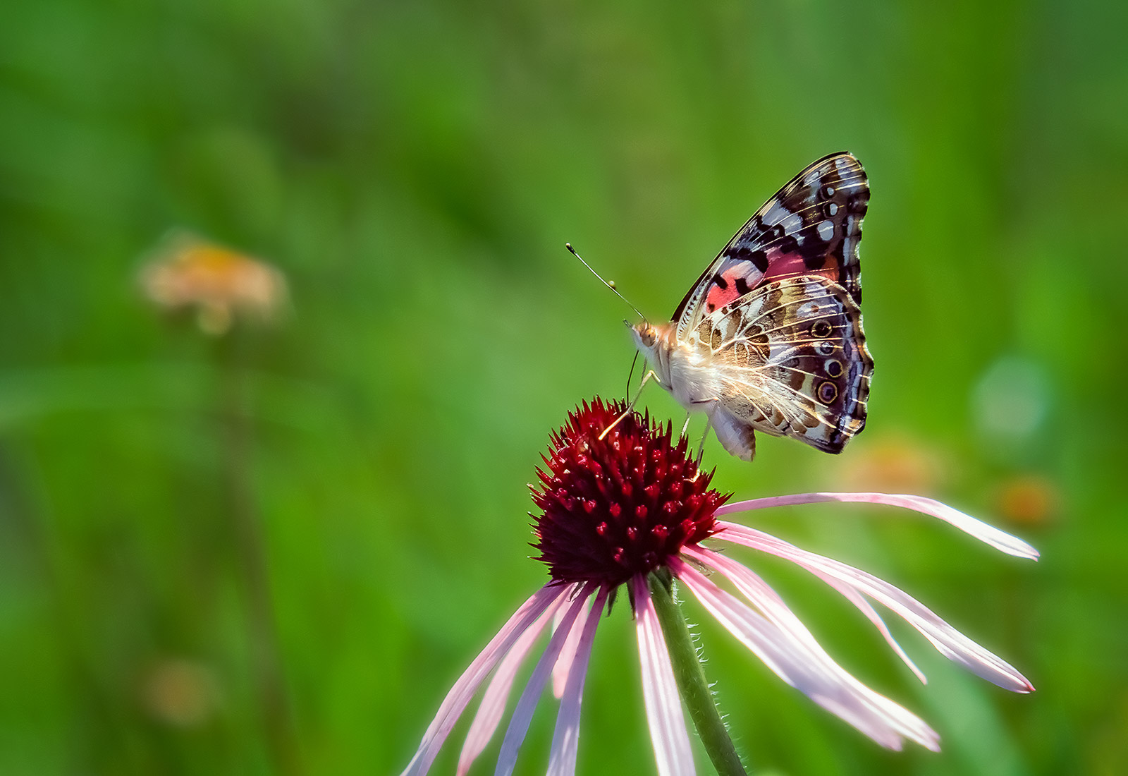 Painted Lady on a Coneflower Lawrence County MO