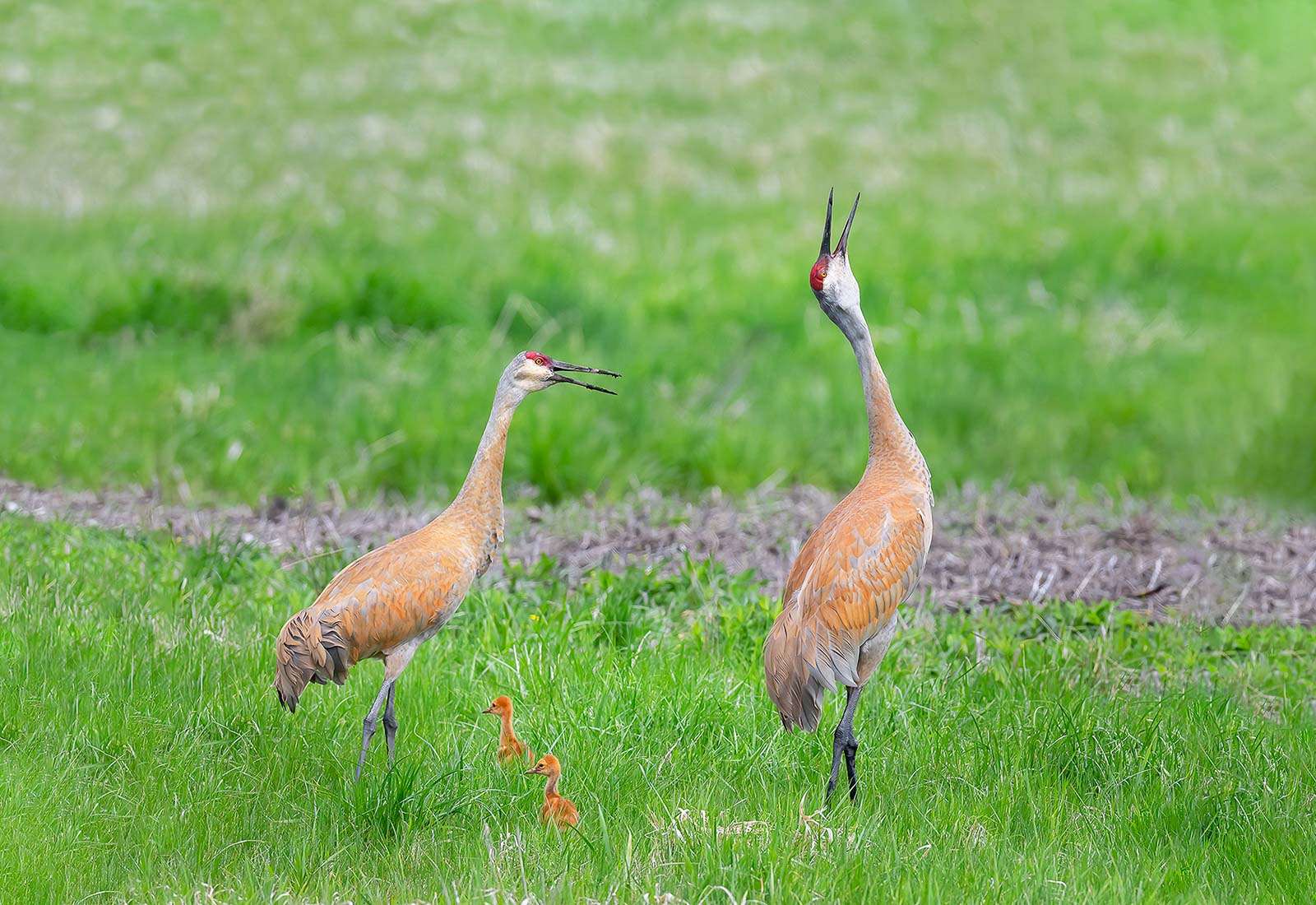 Sandhill Cranes let out their rattlin' bugle call, Kane County, MO