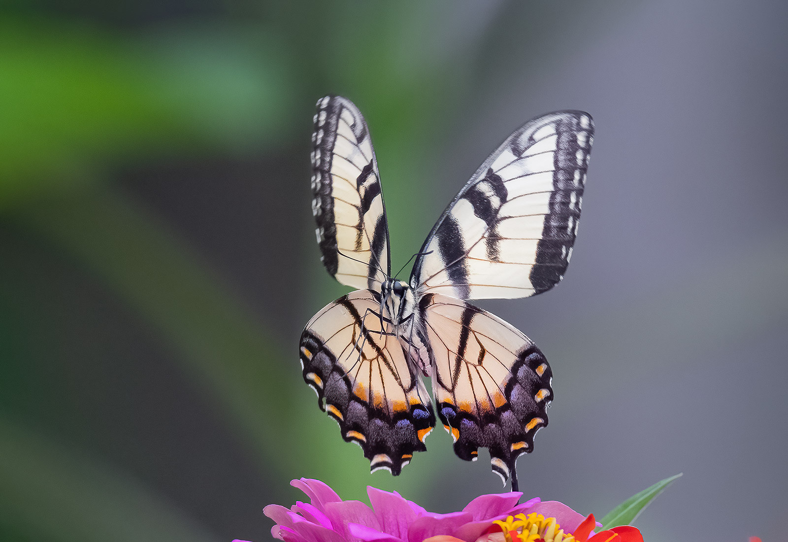 Eastern Tiger Swallowtail, Kane County, IL
