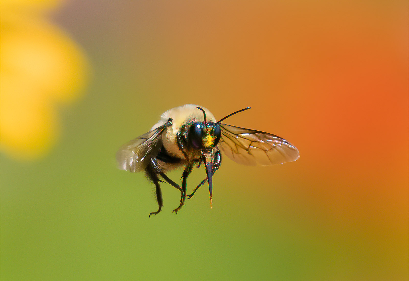 Bumblebee among the flowers, Kane County, IL