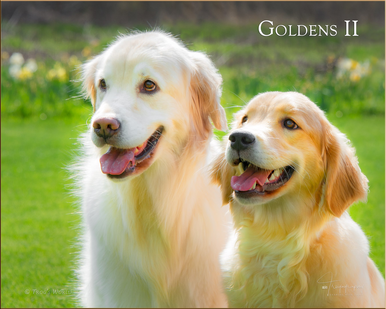 Two Golden Retrievers smiling on a spring day