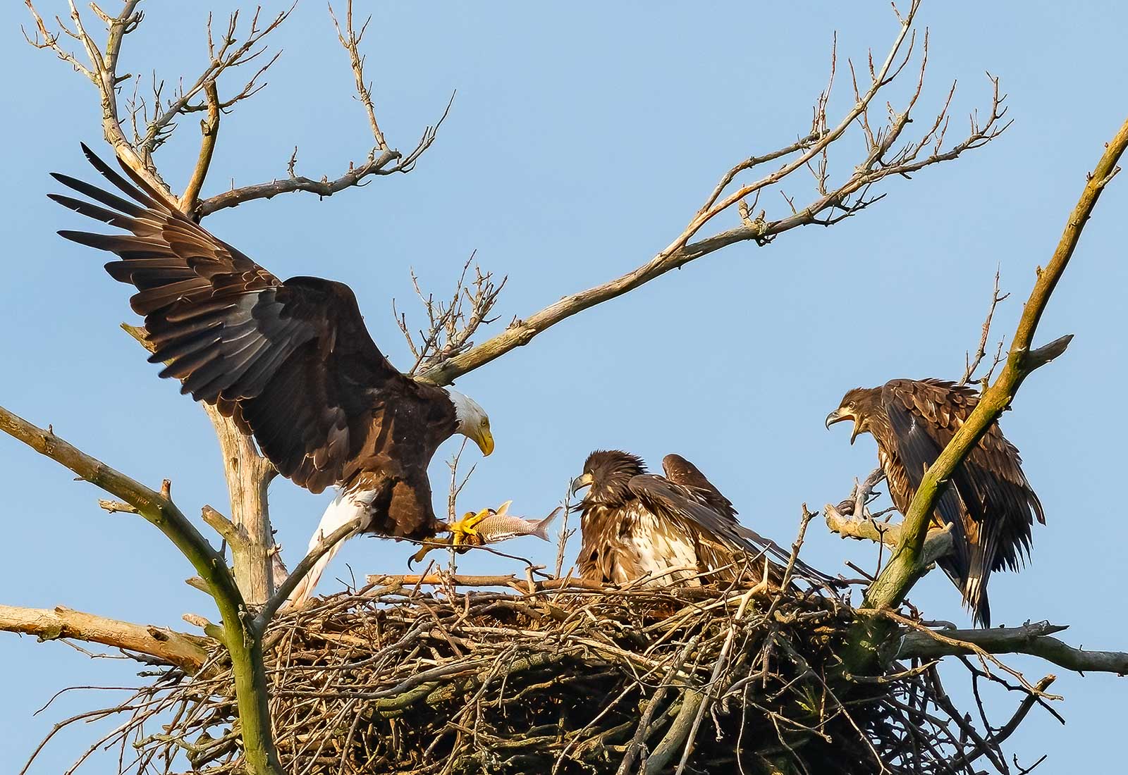 Eagles deliver fish to the eaglets in the nest