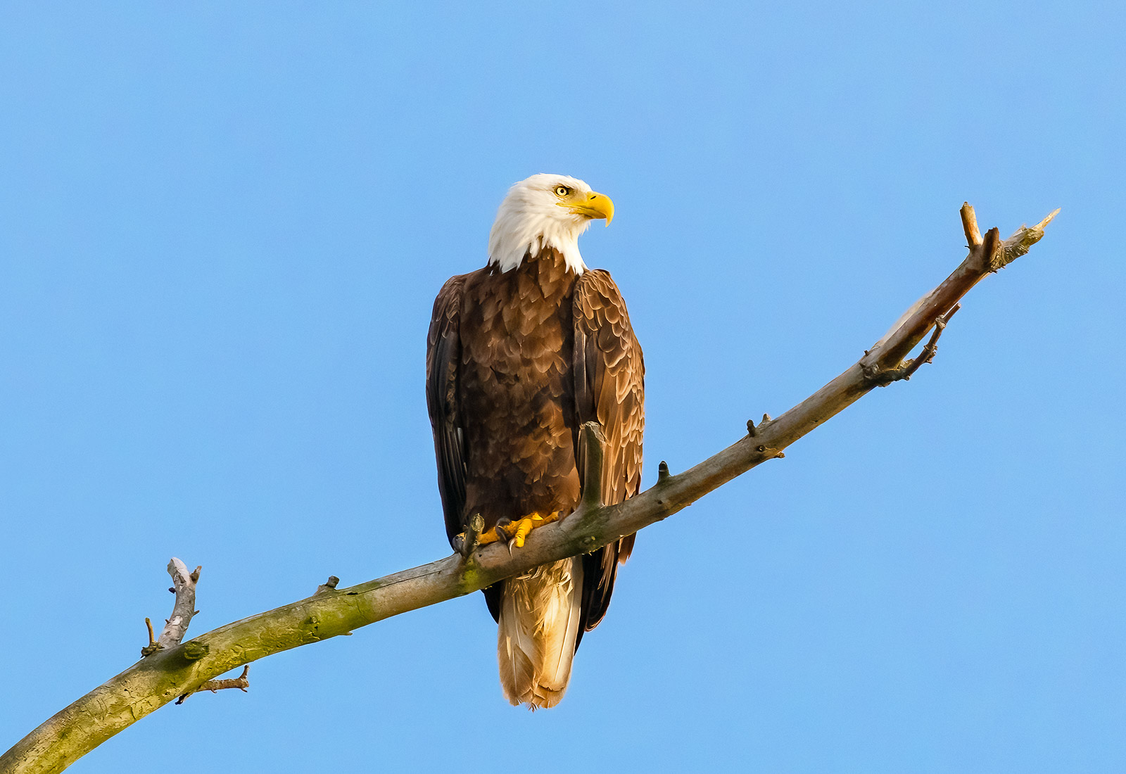 Bald Eagle portrait