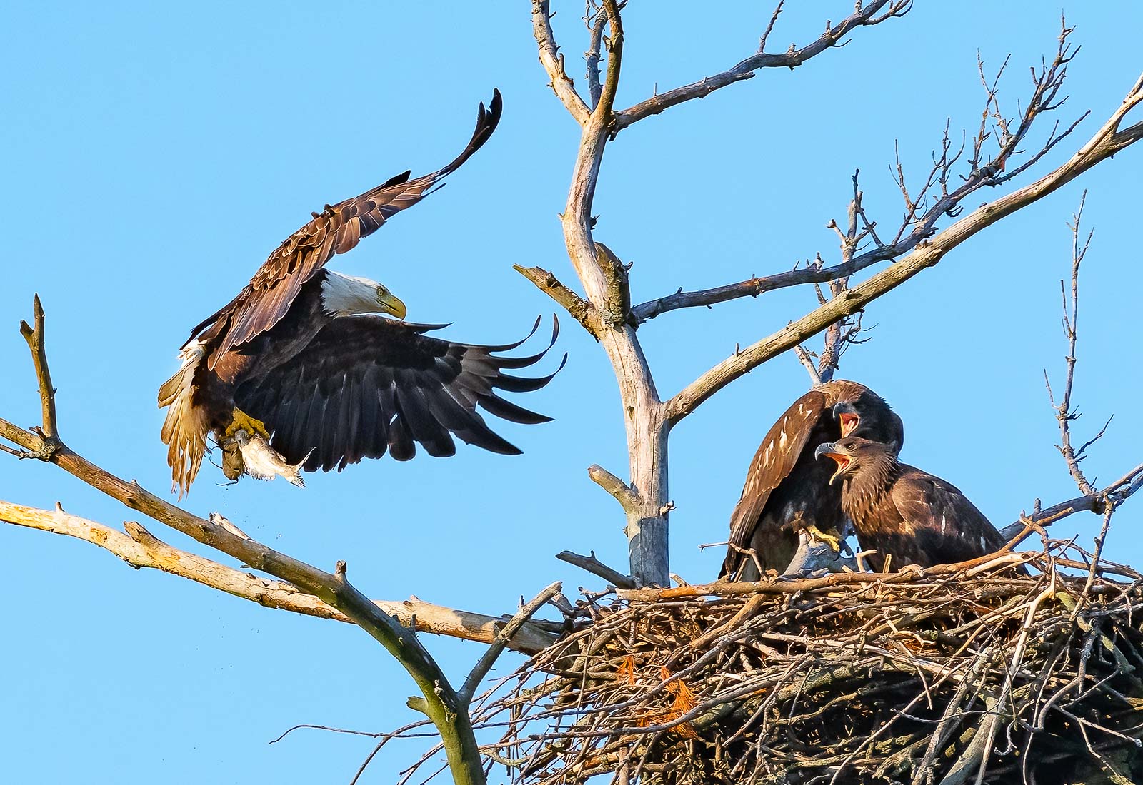 Eagle delivers fish to the eaglets in the nest