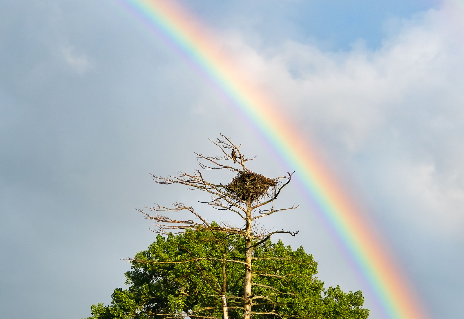 Juvenile Eagle at his nest with a rainbow