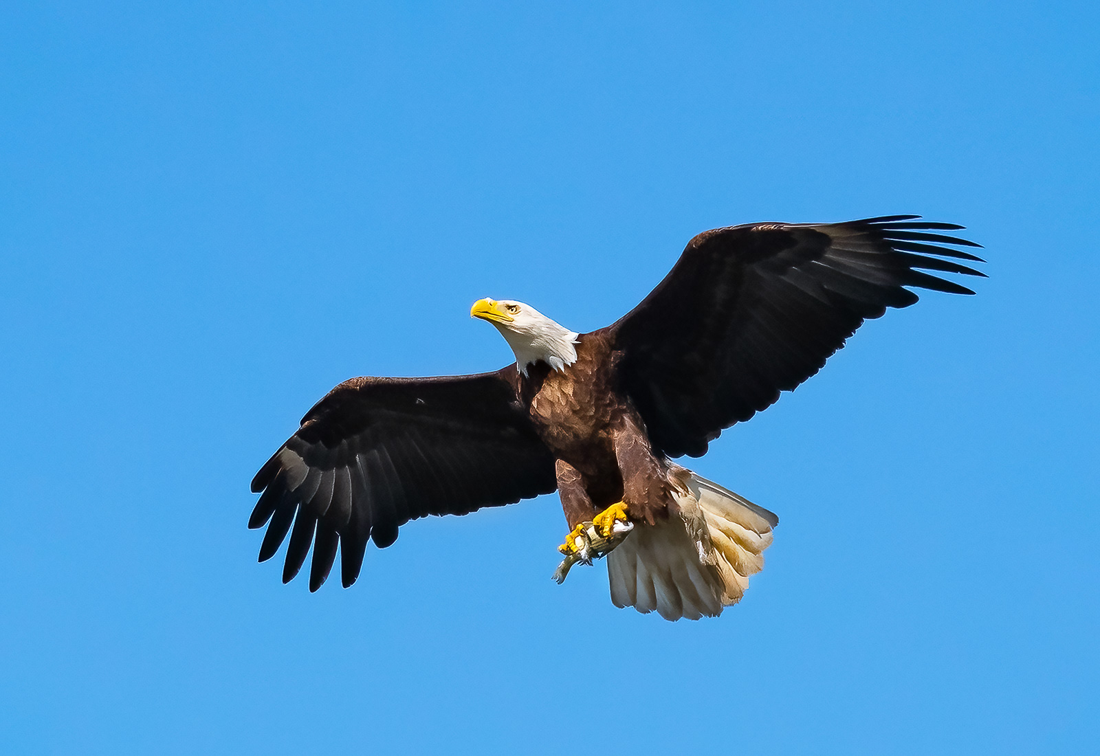 Eagle delivers fish to the eaglets in the nest