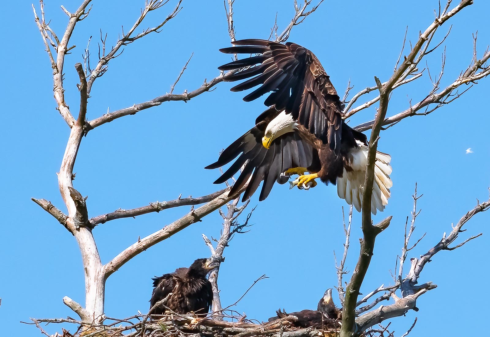 Eagle delivers fish to the eaglets in the nest
