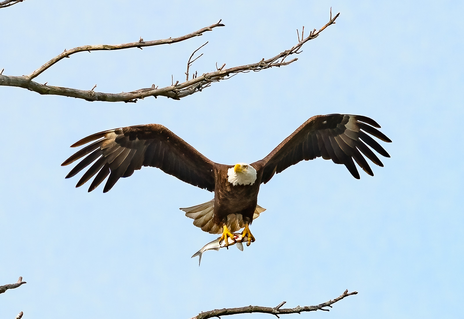 Eagles deliver fish to the eaglets in the nest