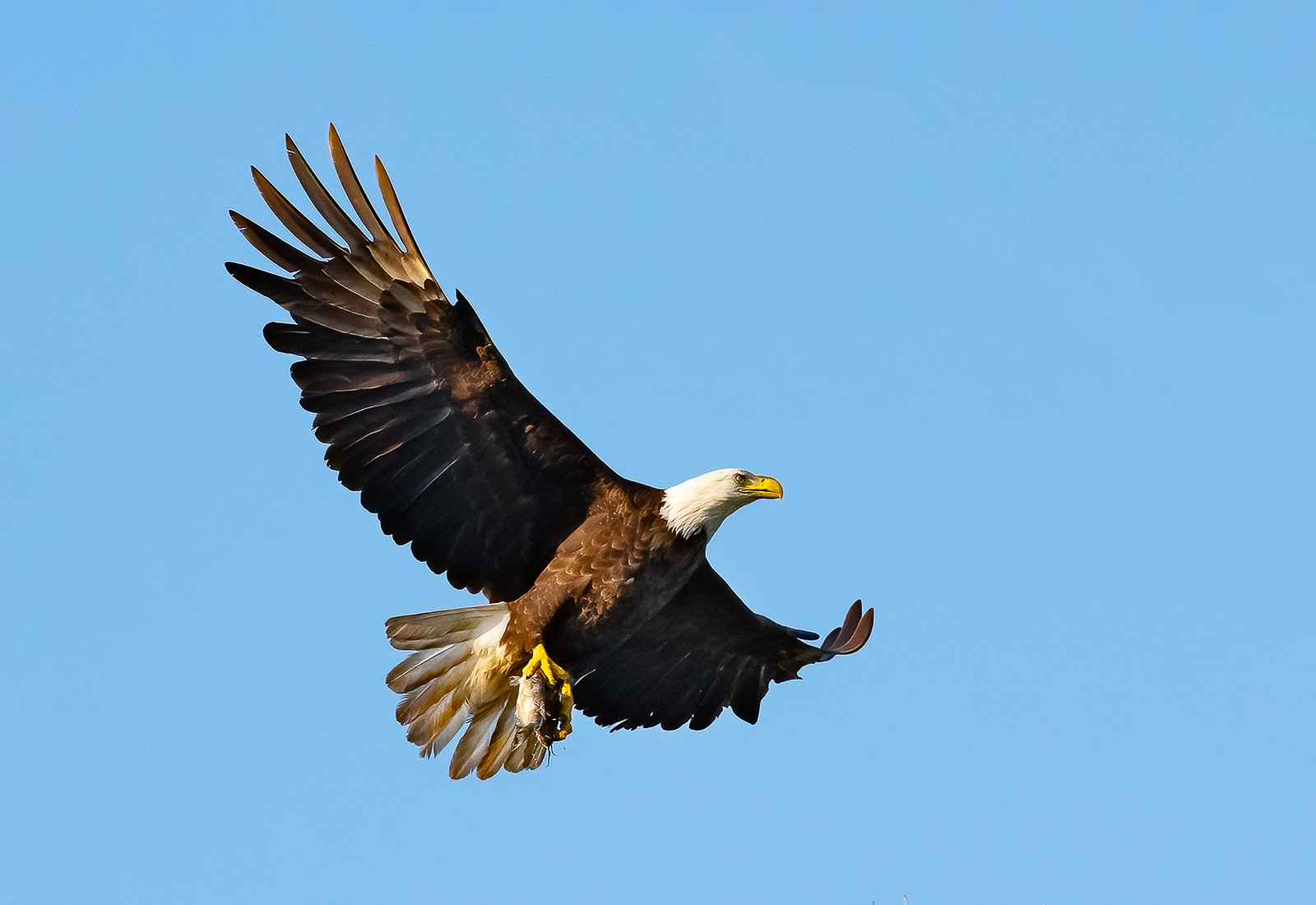 Eagles deliver fish to the eaglets in the nest