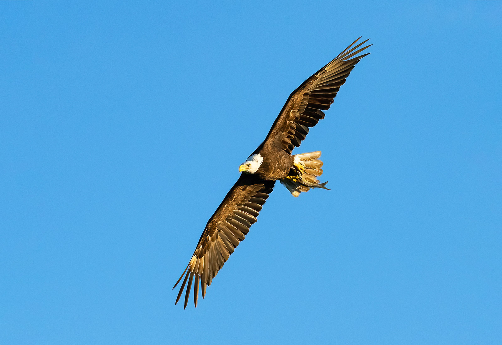 Eagles deliver fish to the eaglets in the nest