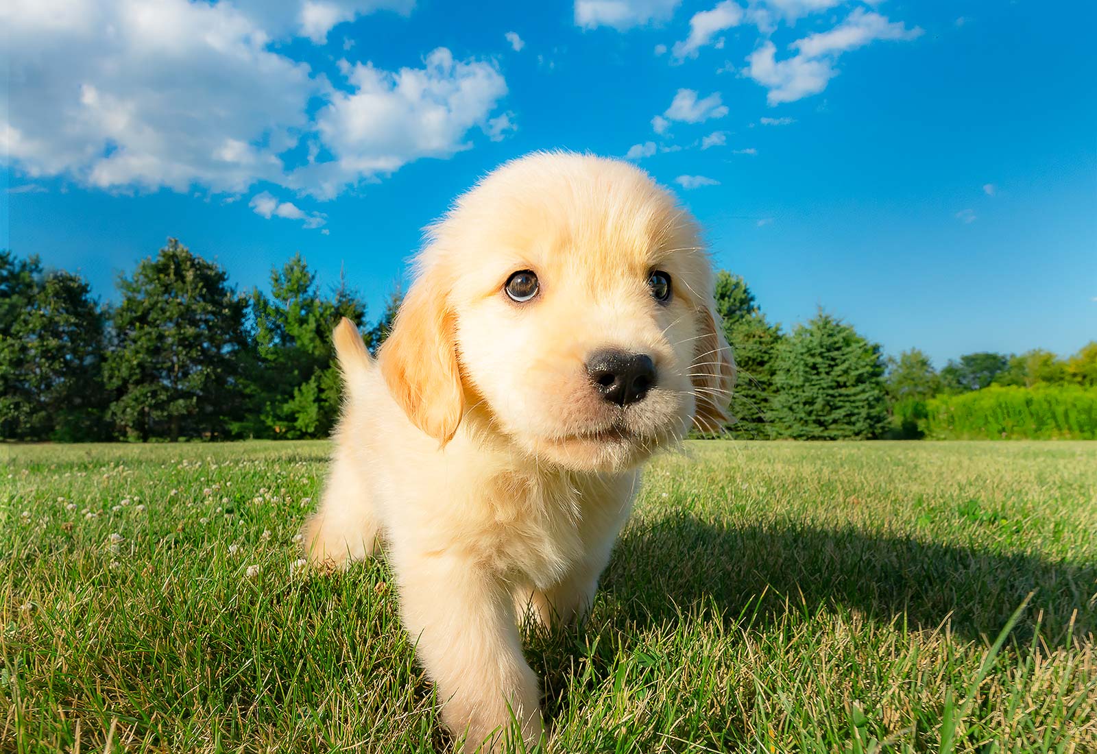 Golden Retriever puppy running in the grass