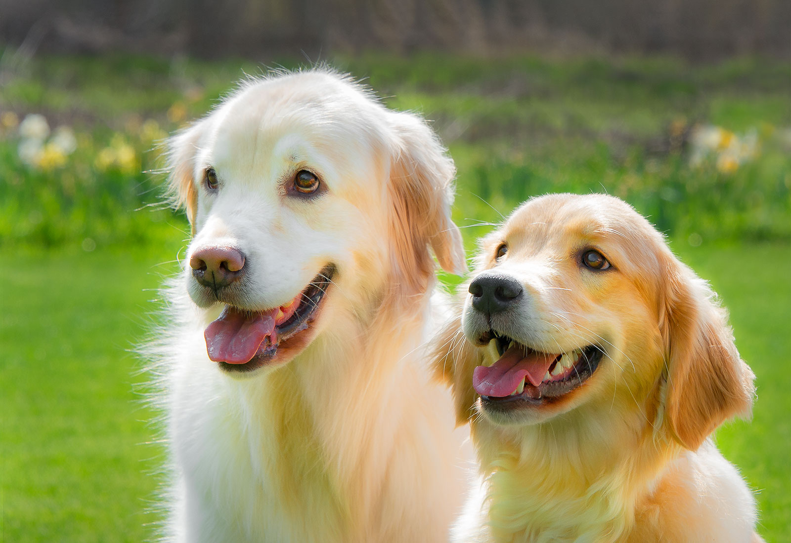 Two Golden Retrievers smiling on a spring day