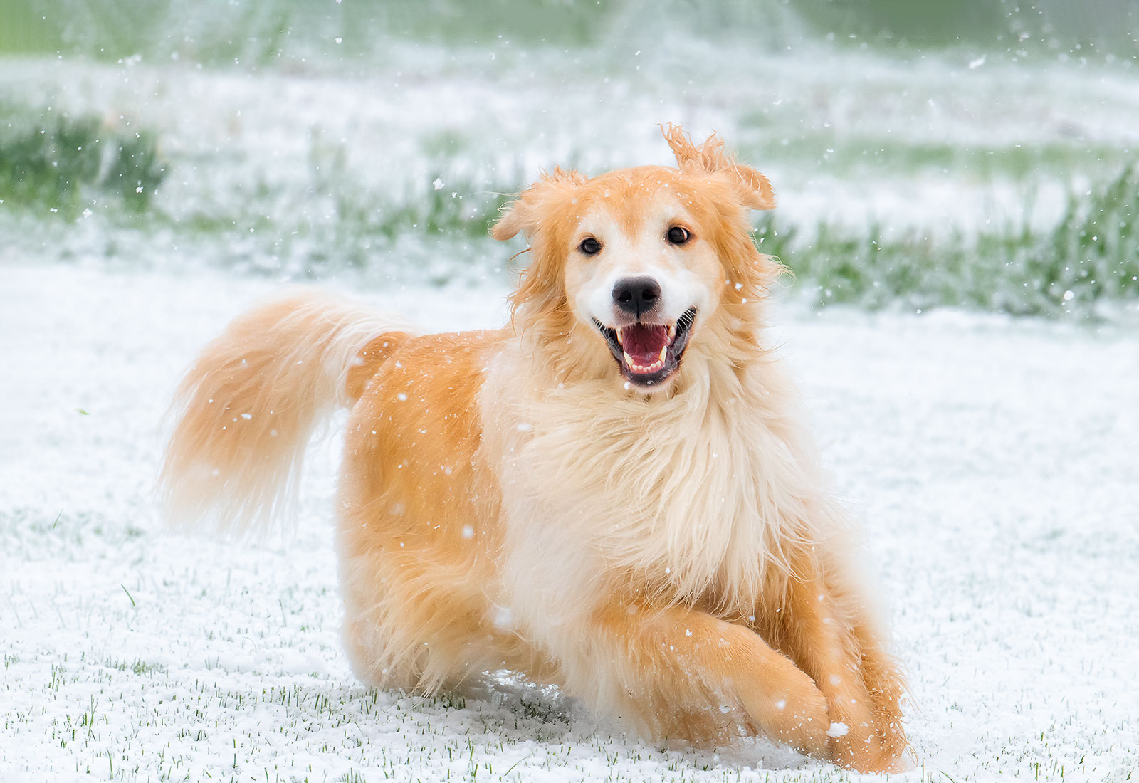 Golden Retriever running in the snow