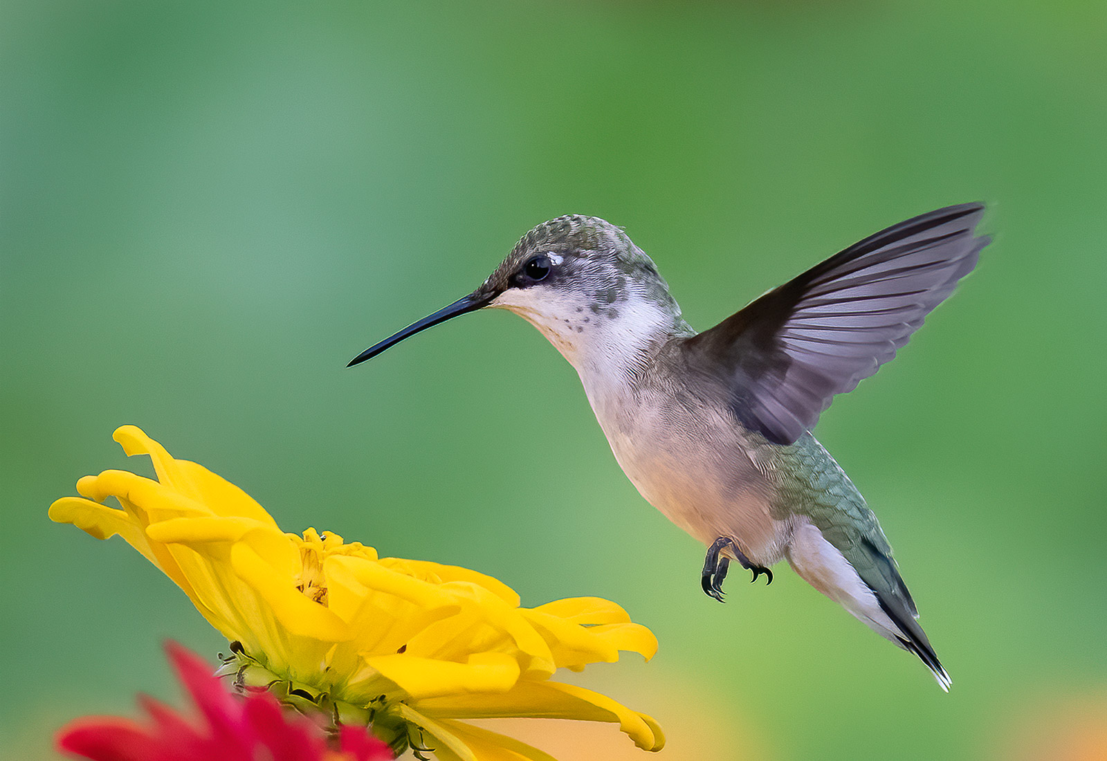 Ruby-throated Hummingbird