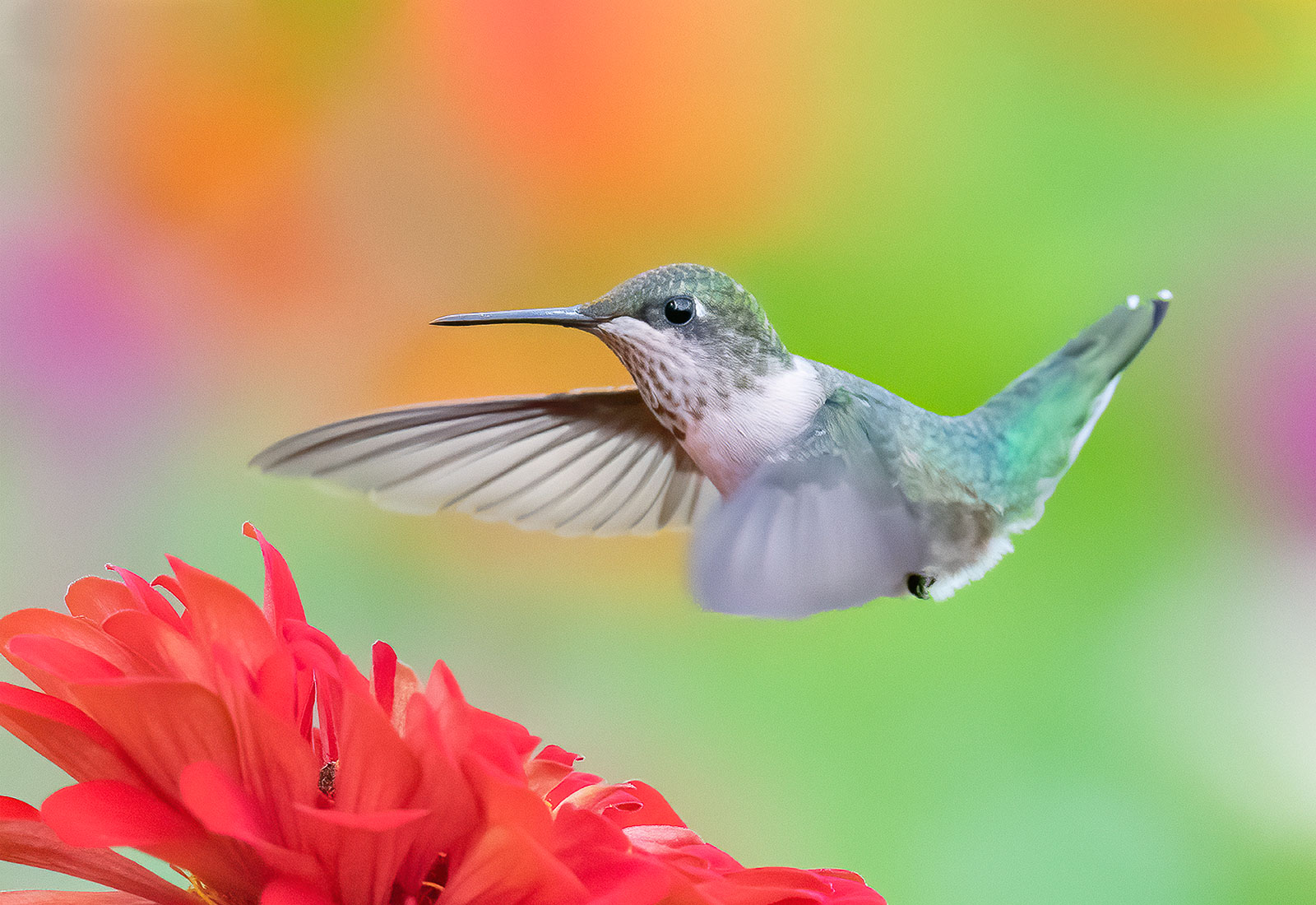 Ruby-throated Hummingbird