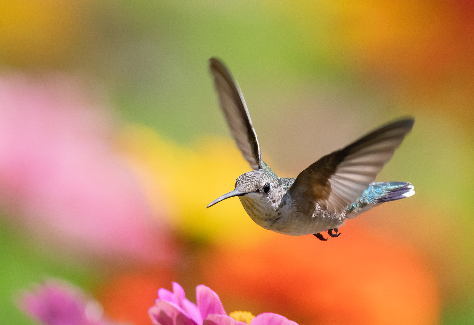 Ruby-throated Hummingbird