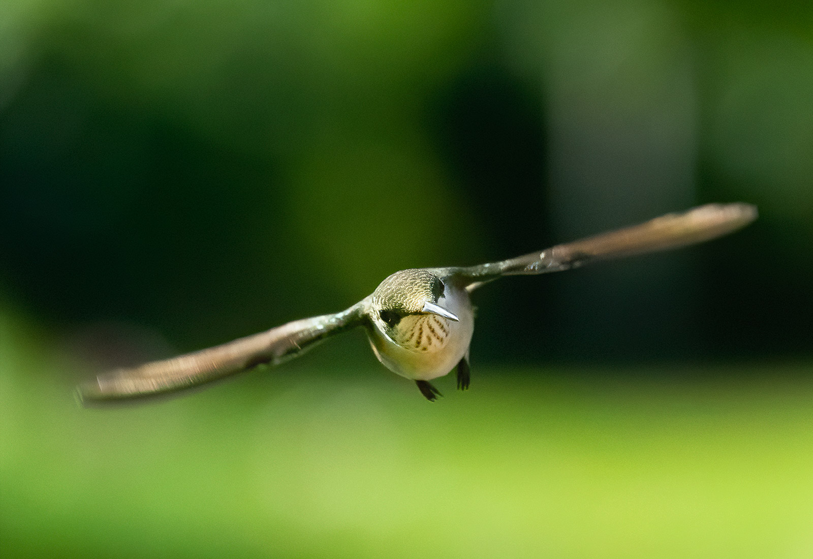 Ruby-throated Hummingbird in flight