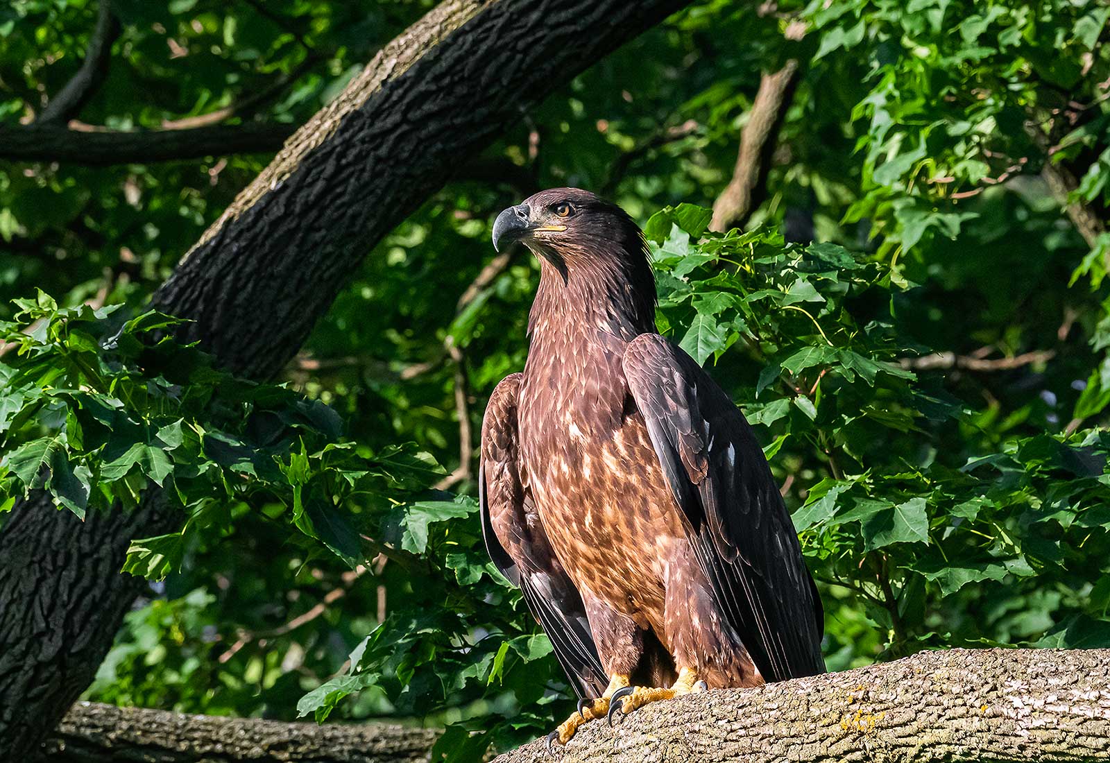 Juvenile Eagle posing on a tree branch